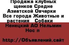 Продажа клубных щенков Средне Азиатской Овчарки - Все города Животные и растения » Собаки   . Ненецкий АО,Нельмин Нос п.